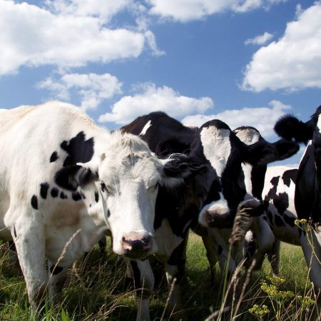 布里斯班周边奶牛牧场投资项目